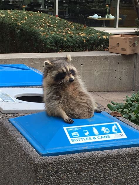 Trash Pandas: The Unexpected Hero in Wildlife Conservation